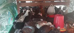 ஊர் கோழிக்குஞ்சு