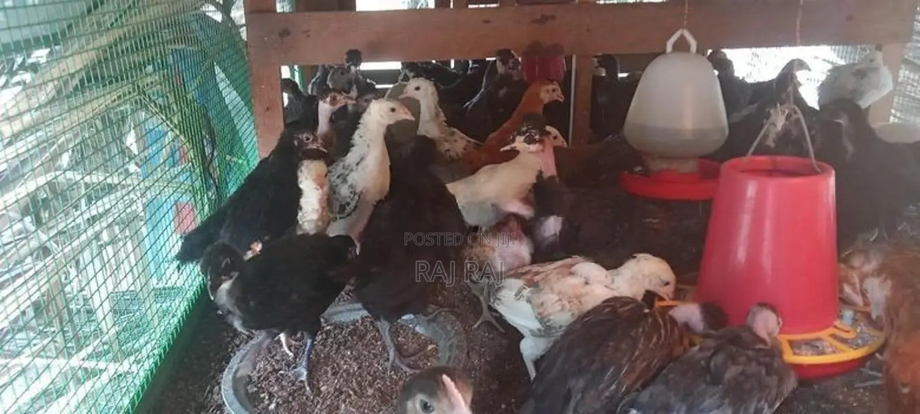 ஊர் கோழிக்குஞ்சு
