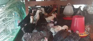 ஊர் கோழிக்குஞ்சு