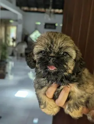 Shih Tzu Puppy