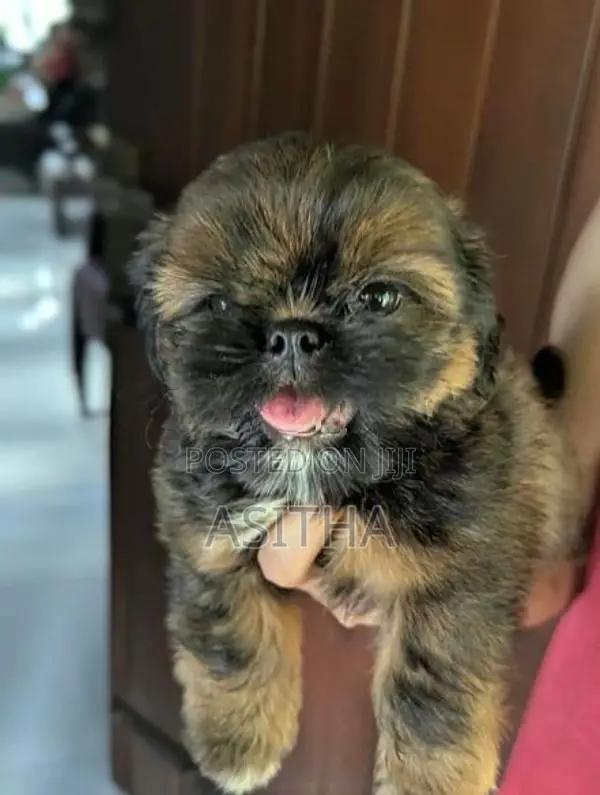Shih Tzu Puppy