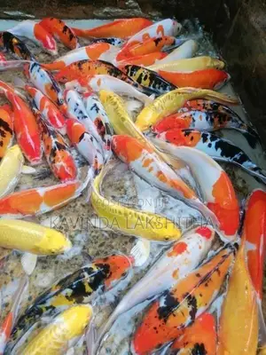 Koi Carp Fish
