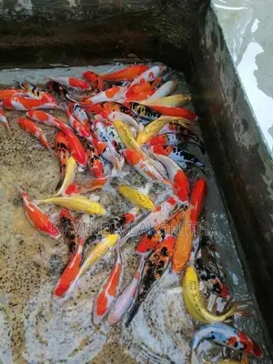 Koi Carp Fish