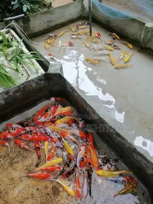 Koi Carp Fish