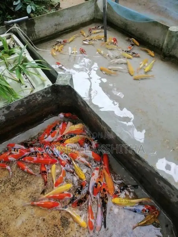 Koi Carp Fish