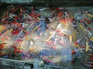 Koi Carp Fish