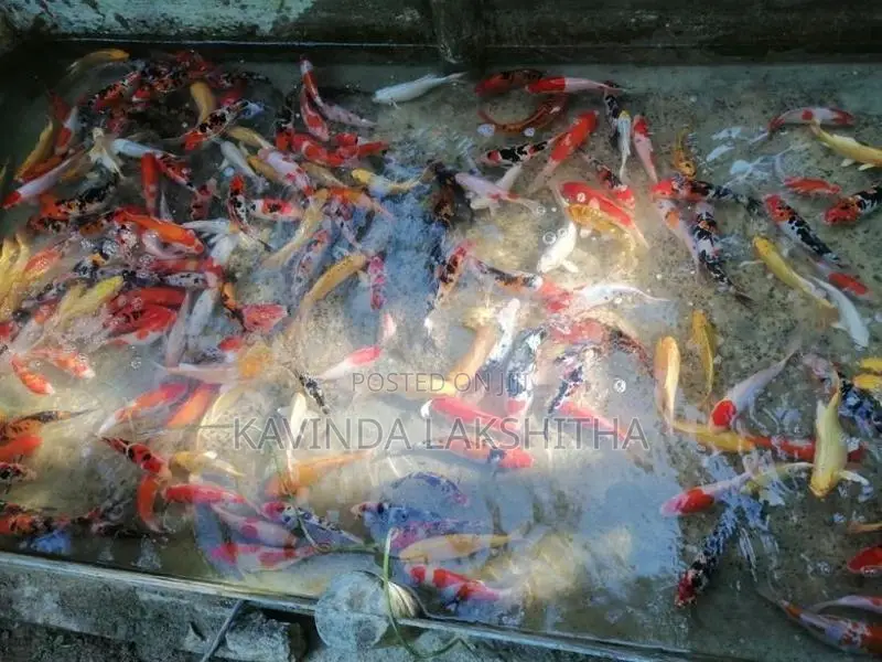 Koi Carp Fish
