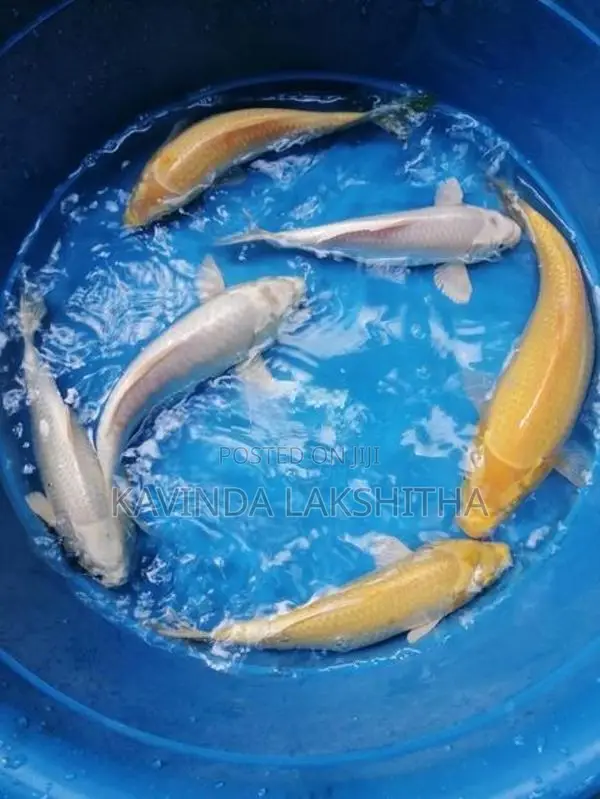 Koi Carp Fish