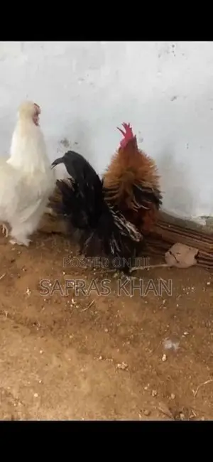 Rooster