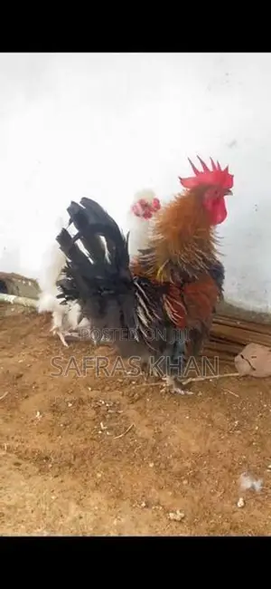 Rooster