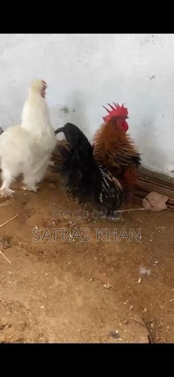 Rooster