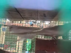 Cockatiel Birds