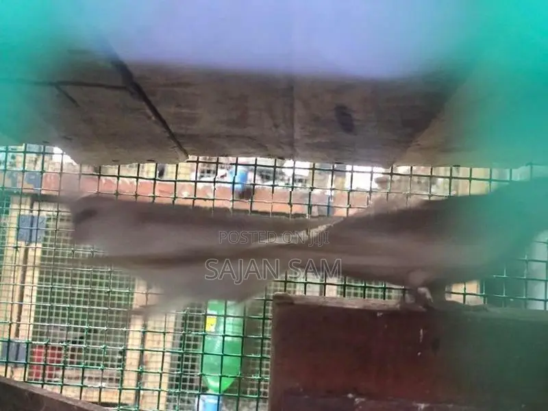 Cockatiel Birds