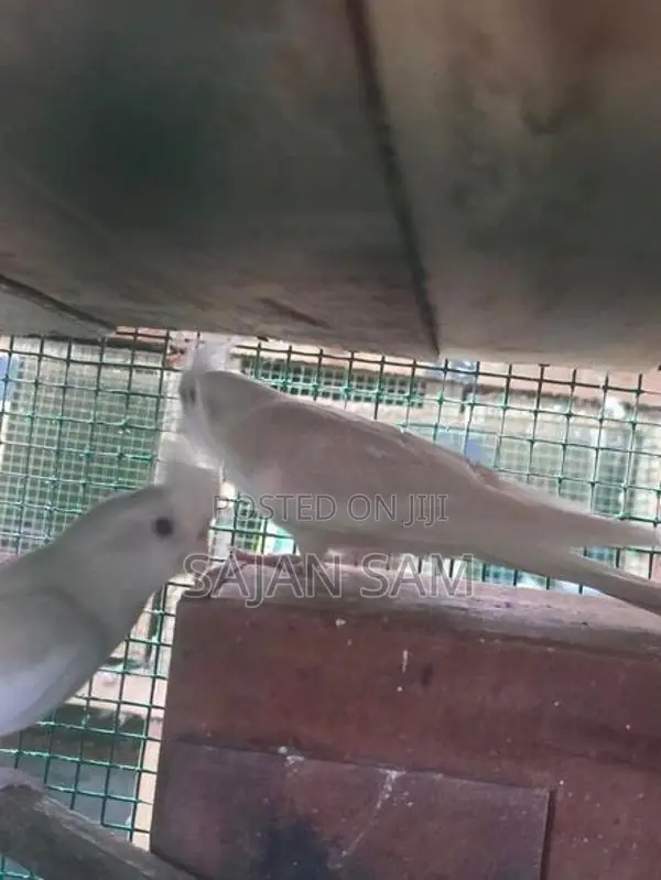 Cockatiel Birds