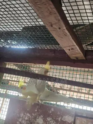 Cockatiel Birds