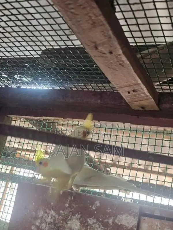 Cockatiel Birds