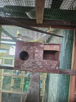 Cockatiel Birds