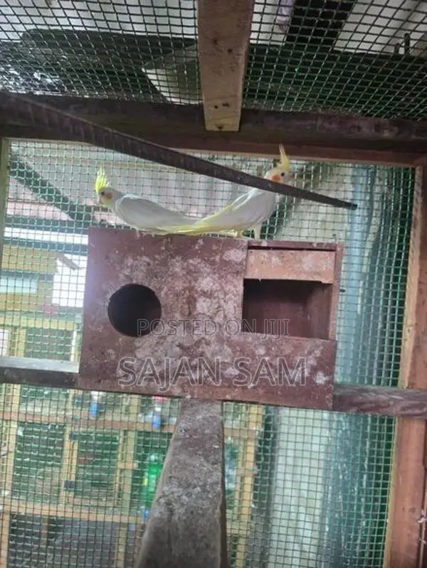 Cockatiel Birds
