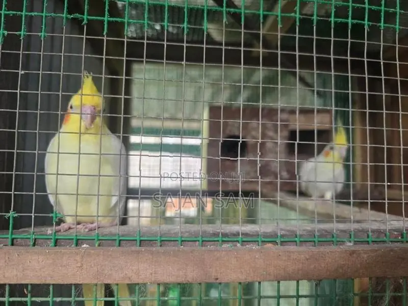 Cockatiel Birds