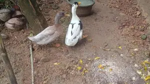 තාරාවන්
