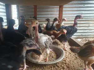 Ur Koligal