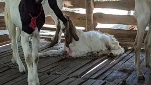 එලුවන්