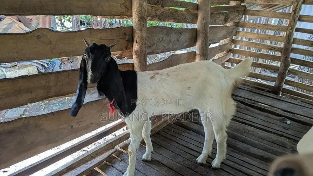 එලුවන්