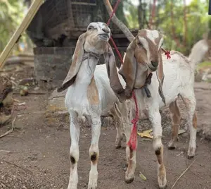 එලුවන්