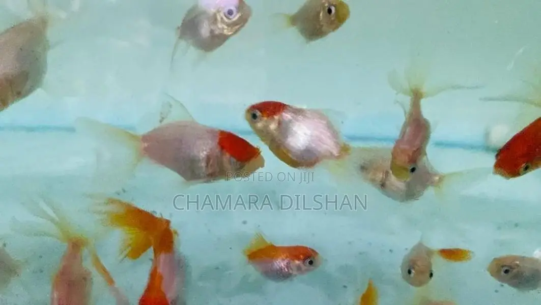 Red Cap Oranda Goldfish
