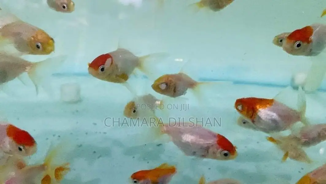 Red Cap Oranda Goldfish