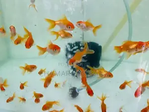 Red Cap Oranda Goldfish