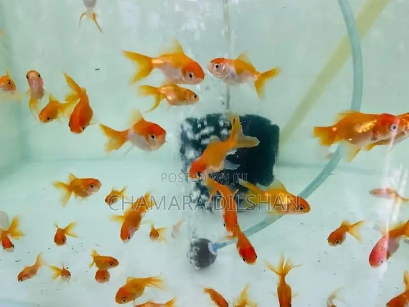 Red Cap Oranda Goldfish