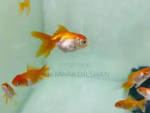 Red Cap Oranda Goldfish