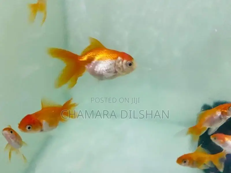 Red Cap Oranda Goldfish