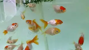 Red Cap Oranda Goldfish