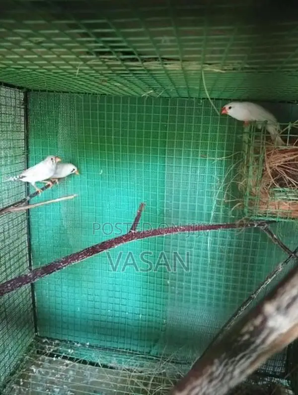 Finches Egg Pair