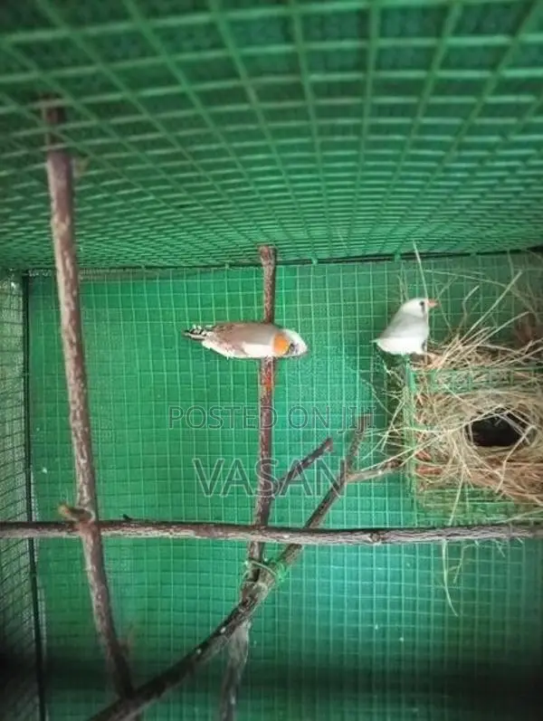 Finches Egg Pair