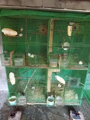 Finches Egg Pair