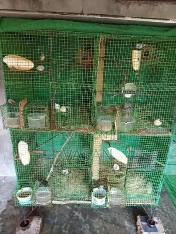 Finches Egg Pair