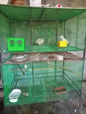 Java Bird