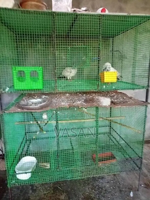 Java Bird