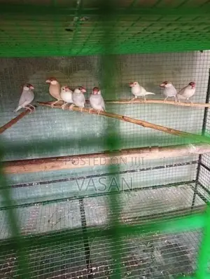 Java Bird