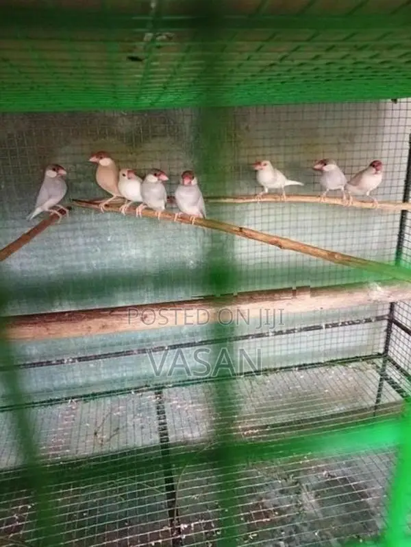 Java Bird