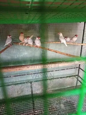 Java Bird