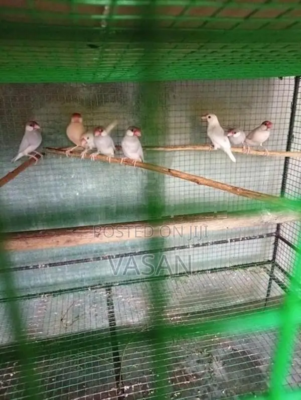 Java Bird