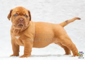 Dogue De Bordeaux (french Mastiff) Puppies