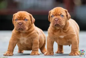 Dogue De Bordeaux (french Mastiff) Puppies
