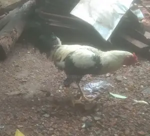 Rooster Sales