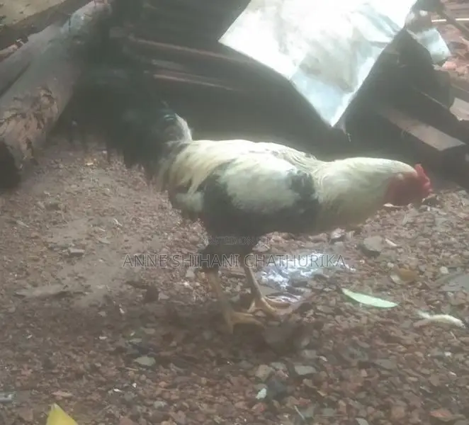 Rooster Sales