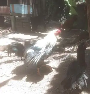 Rooster Sales
